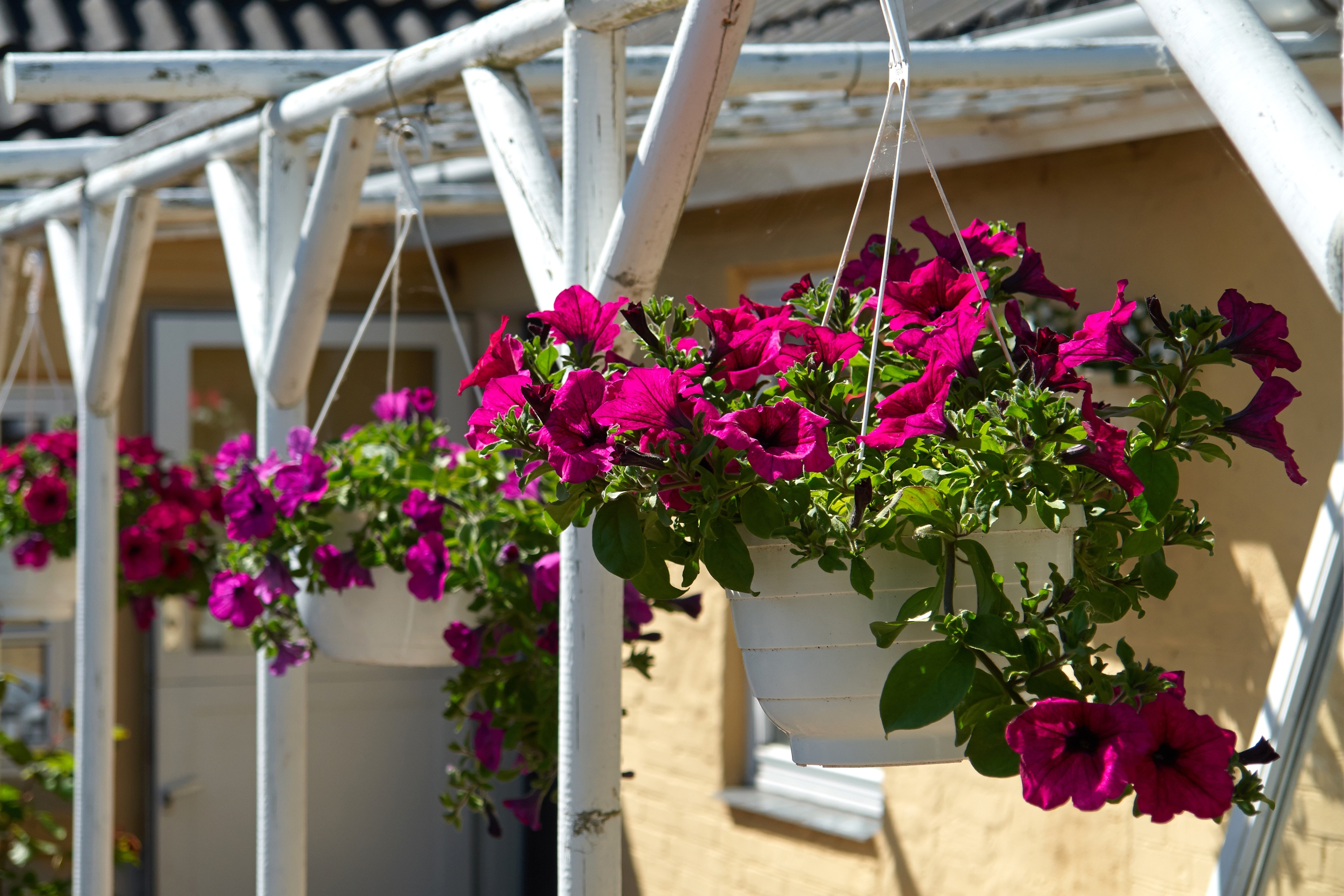 21802296 - beautiful hanging flowerpot basket with red flowers in a garden
