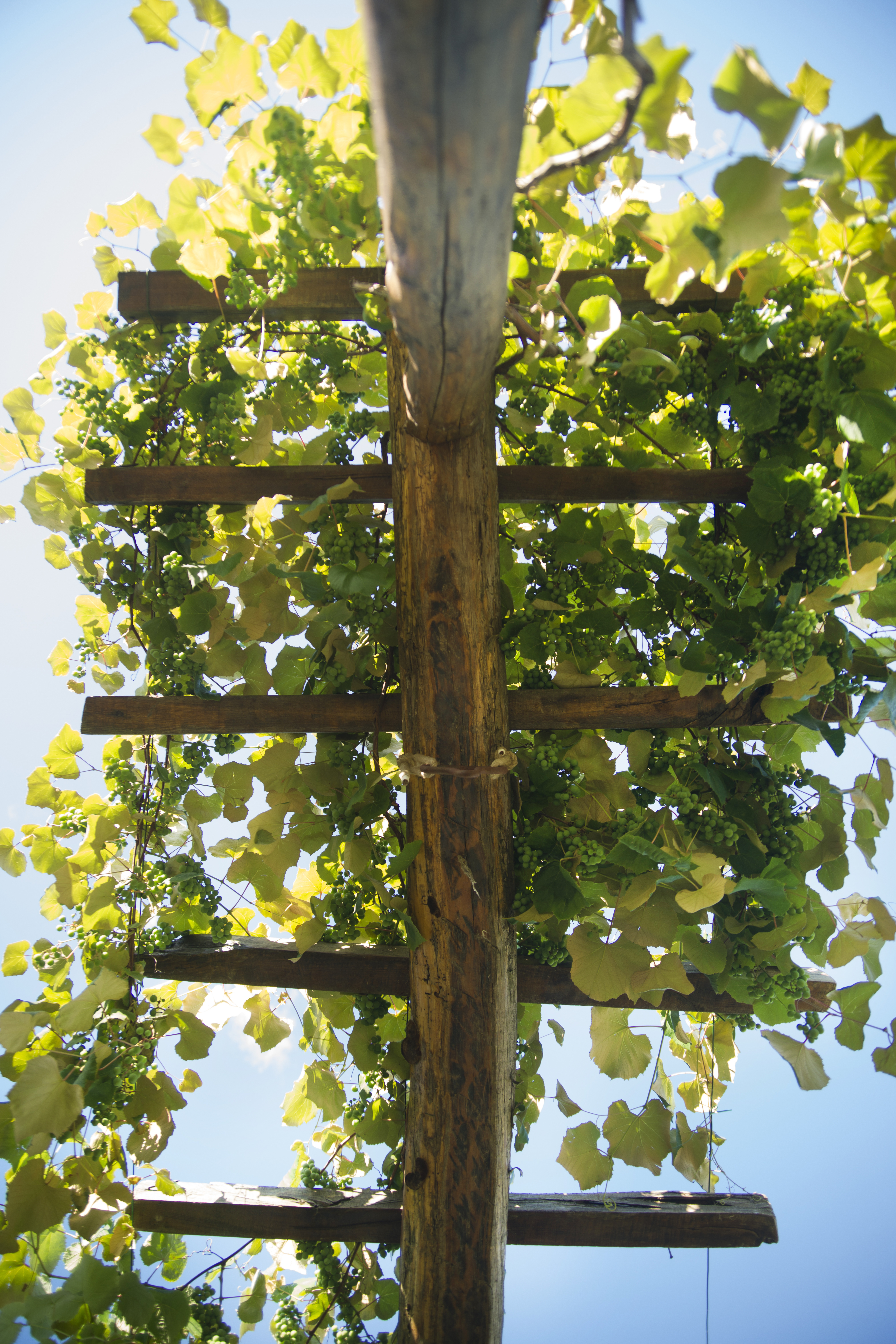 Small wooden pergola with vines from sour grapes