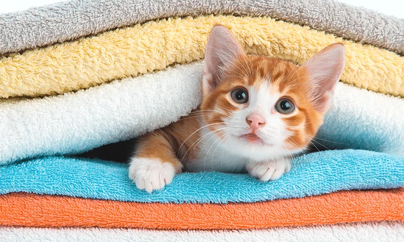 7 beneficios de tener un Gato en tu Casa o departamento